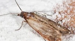 Jedlo mol a ako sa zbaviť toho v kuchyni